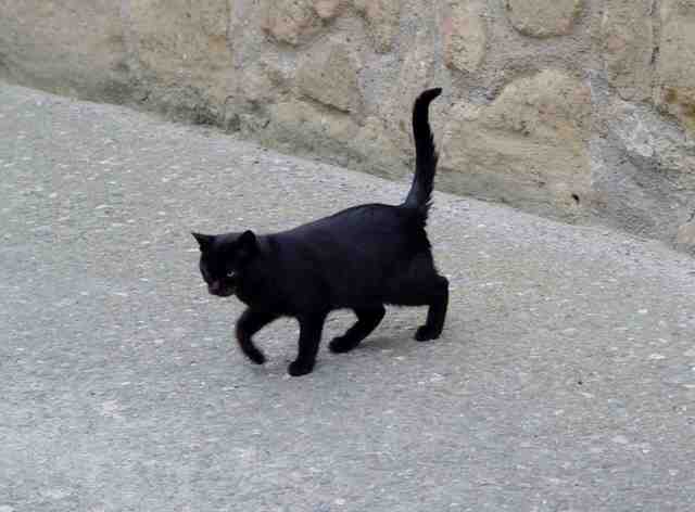 Gato negro de la suerte