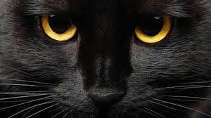 Gato negro ojos amarillos para halloween