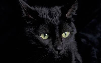 gato negro ojos verdes
