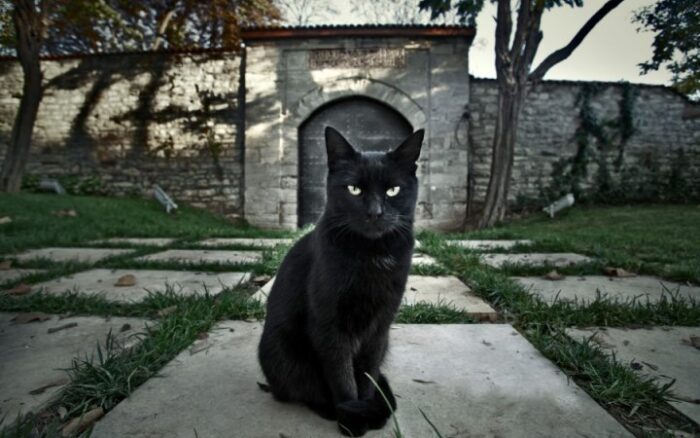 Gatos negros y Halloween