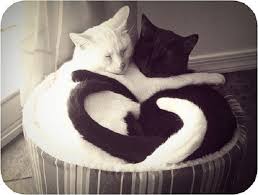 Gato negro y gato blanco, halloween