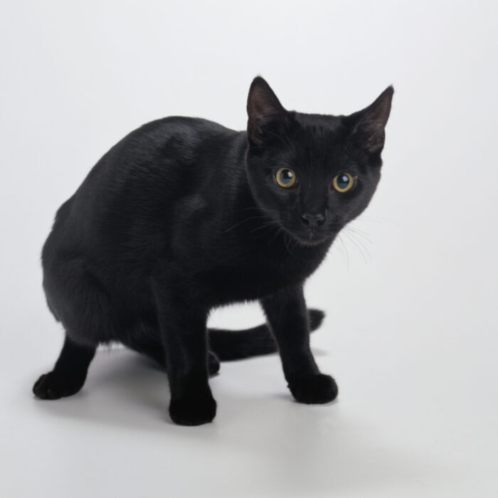 Algunos gatitos shorthair americanos con pelaje negros pueden tener colores ahumados en el vientre y la cola, pero tienden a volverse negros en la edad adulta.  