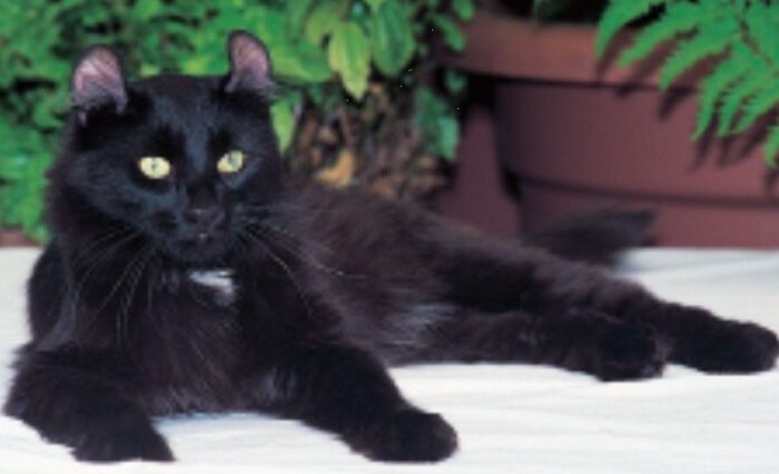 El gato curl americano: El sello de esta raza son sus hermosas orejas curvadas hacia atrás.