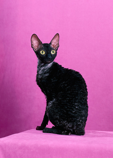 Cornish Rex: El galgo del mundo de los gatos, con un abrigo rizado suave como el terciopelo.
Aquí un hermoso gato negro.