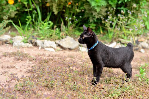 Bobtail Japonés: La característica única de este gato es su cola ondulada , tal como ocurre con las huellas digitales, no hay dos colas iguales.