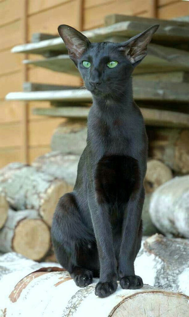 Gato negro oriental: Pertenece al grupo de raza siamesa, es un gato ligero y ágil.