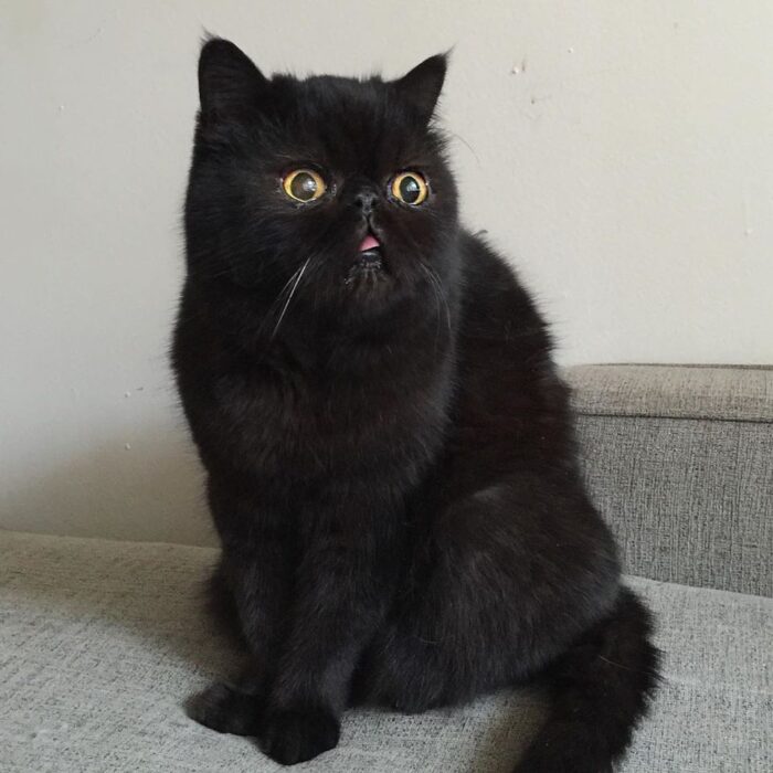 Persa negro: Desde la época victoriana  el Persa ( de cualquier color) es el gato de pedigrí más popular en los Estados Unidos y quizá del mundo.