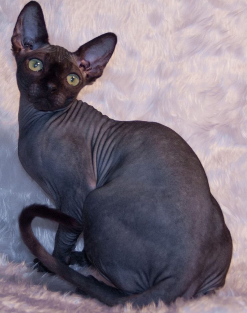 Gato Esfinge: Es distinguido por su falta de pelaje y piel arrugada.
Un hermoso Sphynx negro