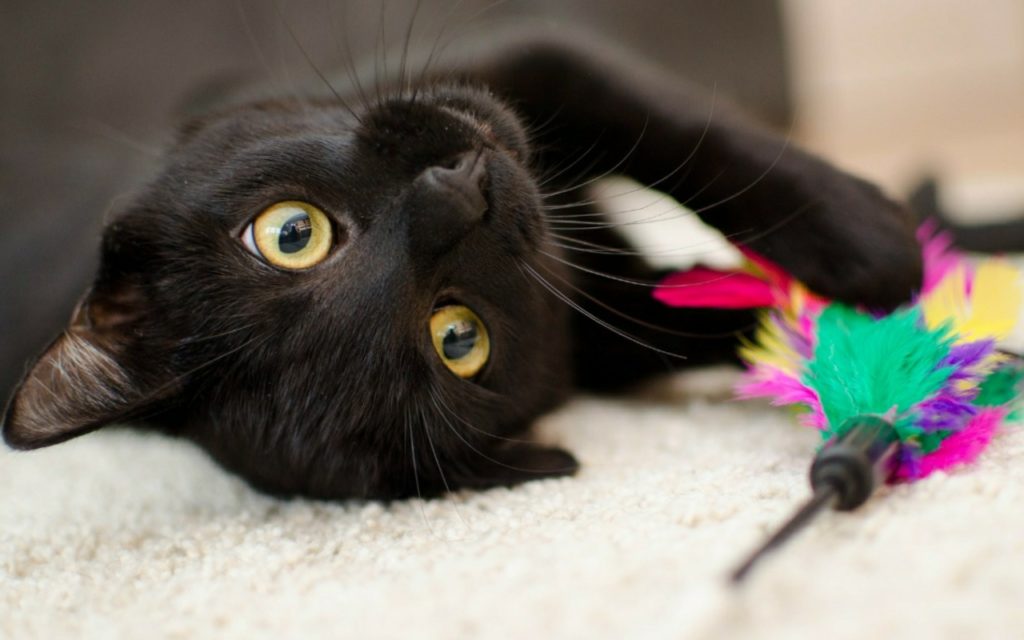 Adopción de gatos negros