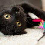 Adopción de gatos negros