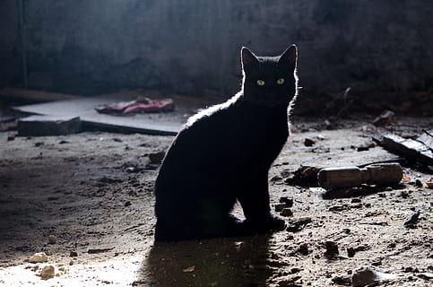 Gato negro en la calle, gato abandonado.