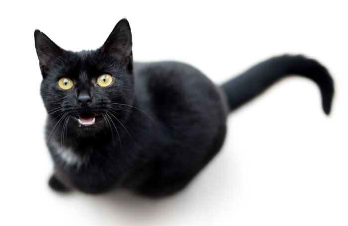 Gato negro, ojos verdes oliva, fondo blanco, gato maullando, gato negro sonriendo 