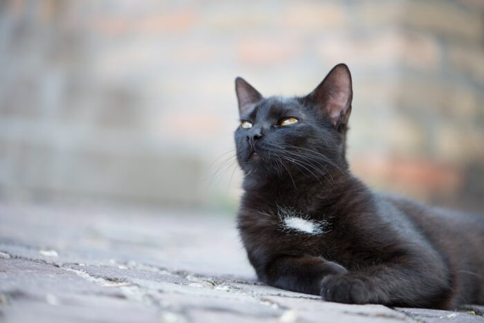 Gato negro mirando al cielo, ojos amarillos, mancha blanca en pecho