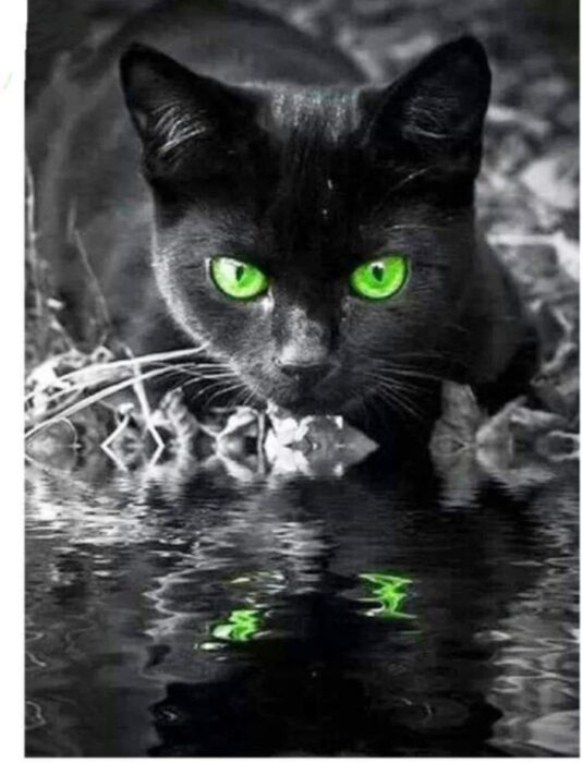 cuadro de gato negro